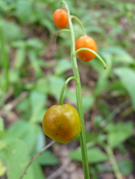 Fruits en forme de baies passant progressivement du vert au rouge en passant par l'orange. Agrandir dans une nouvelle fenêtre (ou onglet)